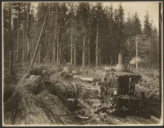 Holzfäll-/ Holzszene