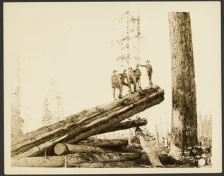 [Holzfäll-/Holzszene]