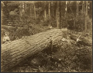 Holzfällerszene