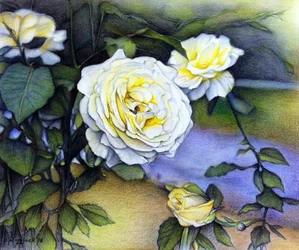 Alberta Rosen in Blüte, 2018
