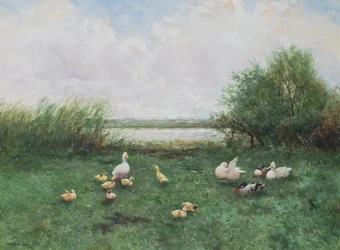 Enten und Entenküken
