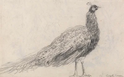 Pfau in Capel Curig