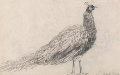 Pfau bei Capel Curig