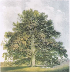 Kopfweiden, Natur in Großbritannien, veröffentlicht von Collins, 1946