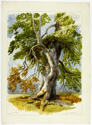 Knotiger Baum
