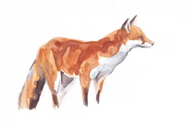 Fuchs