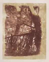 Zaun und Bäume im Colinton-Wald (Salzpapierdruck vom Kalotyp-Negativ)