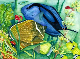 Blauer Doktorfisch