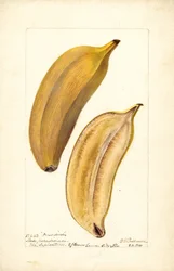 Bananen (Musa: Paradies)
