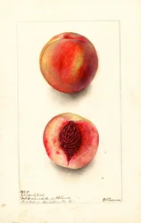 Pfirsiche (Prunus persica: Johnsons Early)