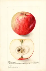 Rimmer-Äpfel (Malus domestica)