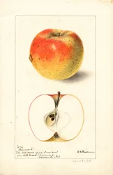 Tecumseh-Äpfel (Malus domestica)