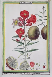 Granatapfelbaum, aus Florindie ou Historie physico-economique des vegetaux de la Torride, 1789