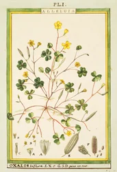 Bermuda-Sauerklee (Oxalis biflora oder pes-caprae), Aquarell von Delahaye