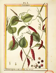 Schwarzer Pfeffer (Piper nigrum), Aquarell von Delahaye