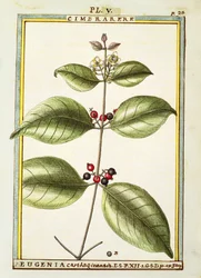 Eugenia Carthaginensis, Aquarell von Delahaye