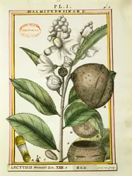 Affen-Nuss (Lecythis minor), Aquarell von Delahaye