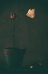 Dunkle Rosen-Schmetterling