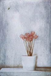 Zarte Trockenblumen