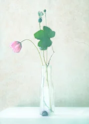Zartes Mohn-Stillleben