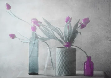 Träumerische lila Tulpen