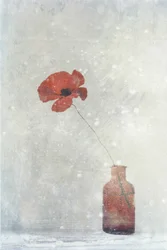 Träumerische rote Mohnblume