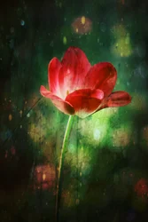 Leuchtende Rote Tulpe