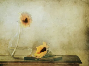 Stille Herbst-Sonnenblumen