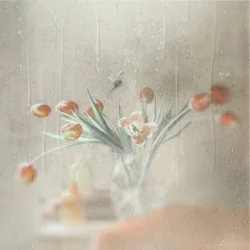 Regnerisches Fenster Tulpen