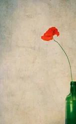 Rustikale Mohnblume und Flasche