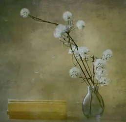 Gelassene Flauschige Blumen