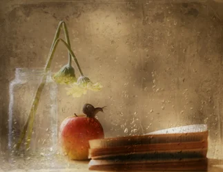 Schnecke auf Apfel Regentag