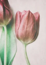 Weiche Blassrosa Tulpen