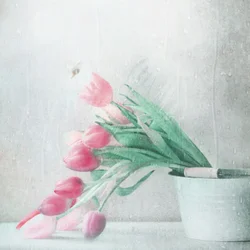 Weiche rosa Tulpen Regen