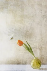 Weiche Tulpe und Biene