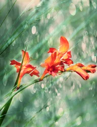 Lebendige orange Gartenblüten