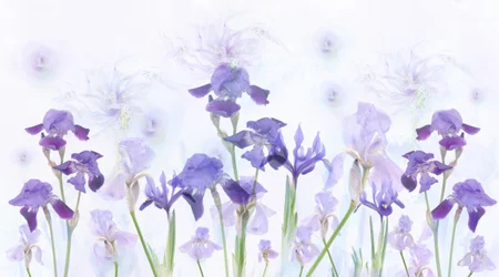 Träumende Lavendel-Iris