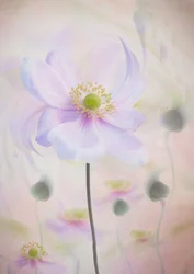 Träumerische Pastellanemone