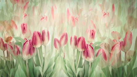 Träumende rosa Tulpen