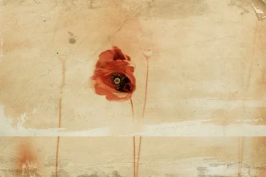 Roter Mohn im Vintage-Stil