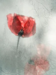 Nostalgische rote Mohnblume