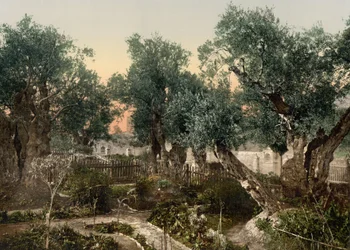 Garten von Gethsemane, Jerusalem, Heiliges Land, ca. 1890-1900