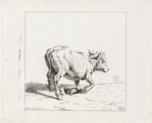 Sich aufrichtendes Kalb