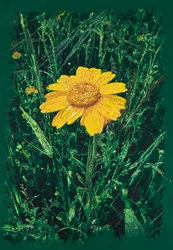 Gelbe Margarite nahe Caparra