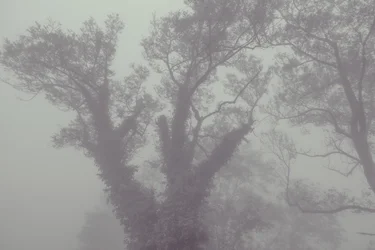 Baum mit Mantel und Nebel, 2016
