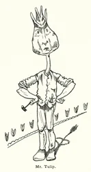Herr Tulip