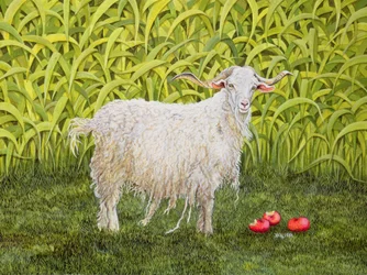 Alans Ziege