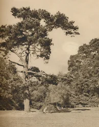 In Hadley Woods, Überrest des alten königlichen Jagdwaldes von Enfield Chase, ca. 1935