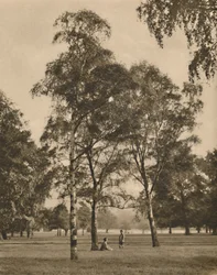 Das Spitzenwerk der Blätter: Ein Sommermorgen im Hyde Park, um 1935