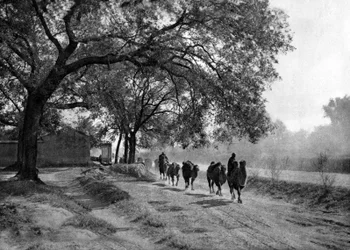Kamelkarawane, Peking